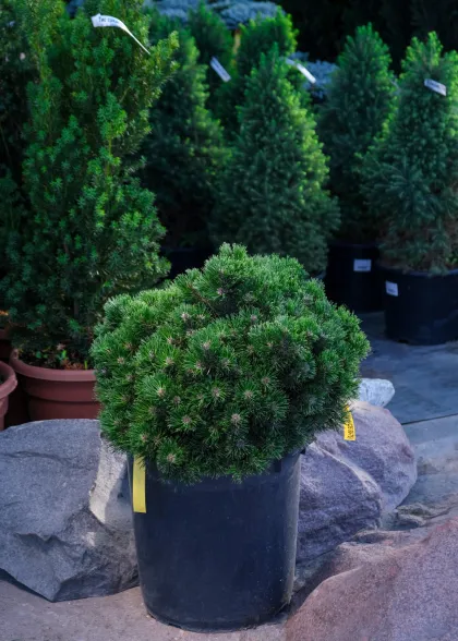 Сосна горная Шервуд Компакт