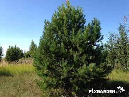 Сосна обыкновенная