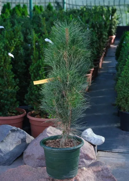 Сосна черная Грин Тауэр