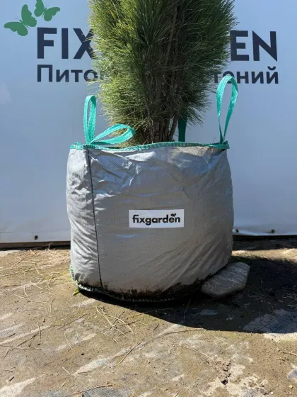 Сосна черная Грин Тауэр