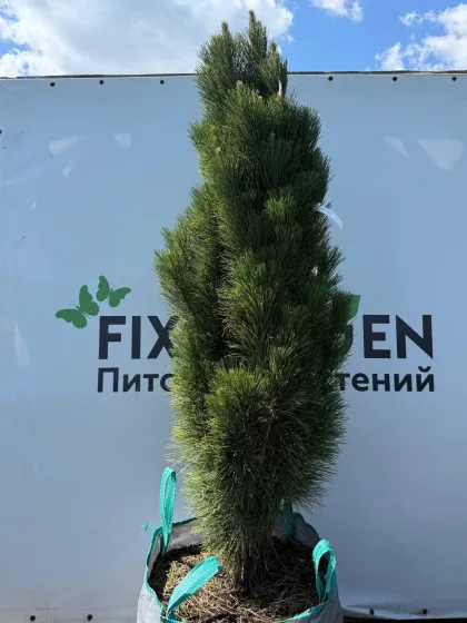 Сосна черная Грин Тауэр