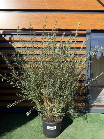 Ива пурпурная Маяк