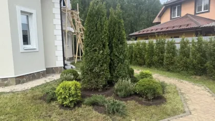 Можжевельник казацкий Тамарисцифолия