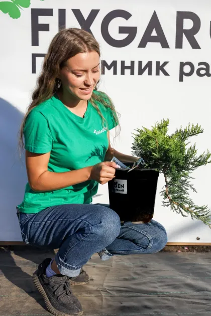 Можжевельник казацкий Тамарисцифолия