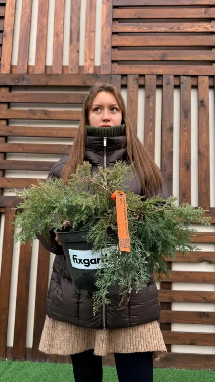 Можжевельник средний Пфицериана Глаука