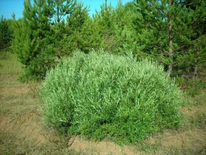 Ива Розмаринолистная