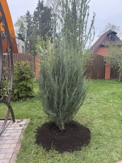 Можжевельник скальный Мунглоу