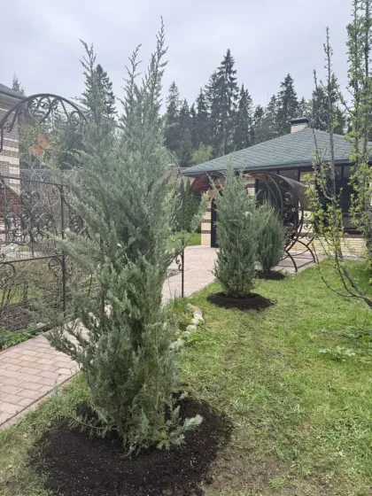 Можжевельник скальный Мунглоу