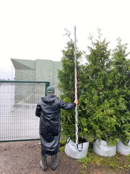 Туя западная Брабант