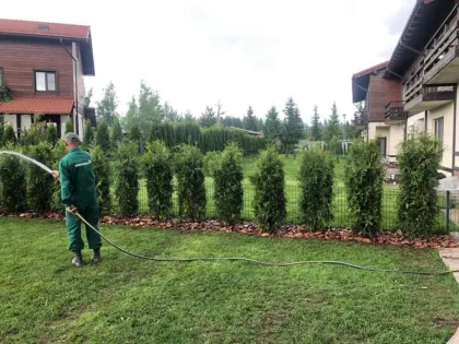 Туя западная Брабант