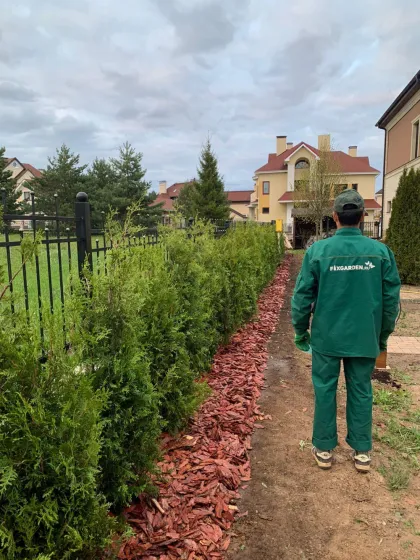 Туя западная Брабант