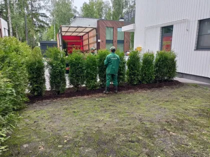 Туя западная Брабант
