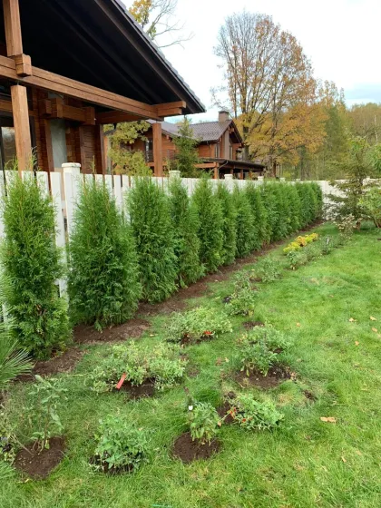 Туя западная Брабант