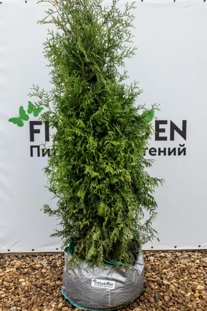 Туя западная Брабант