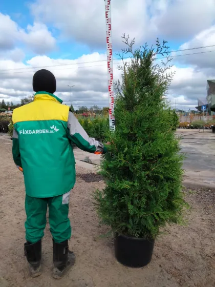 Туя западная Брабант