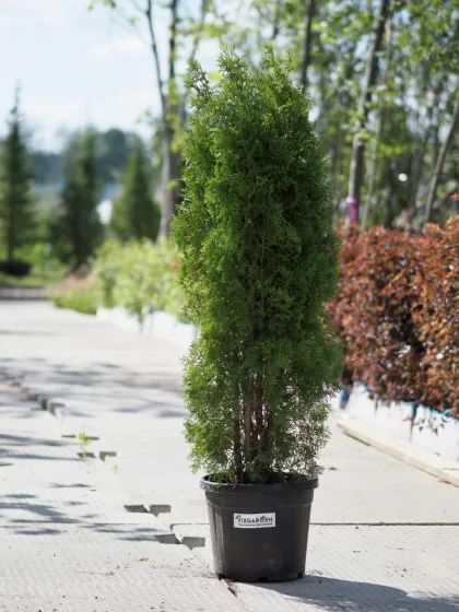 Туя западная Колумна