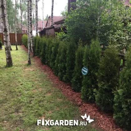 Туя западная Колумна