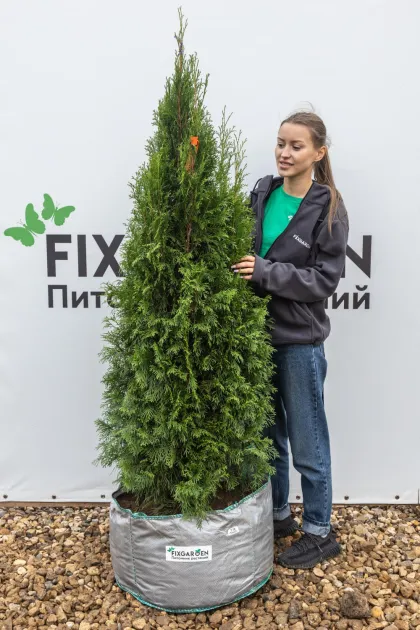 Туя западная Смарагд