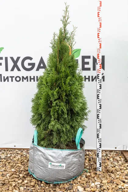 Туя западная Смарагд