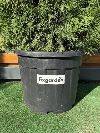 Туя западная Смарагд