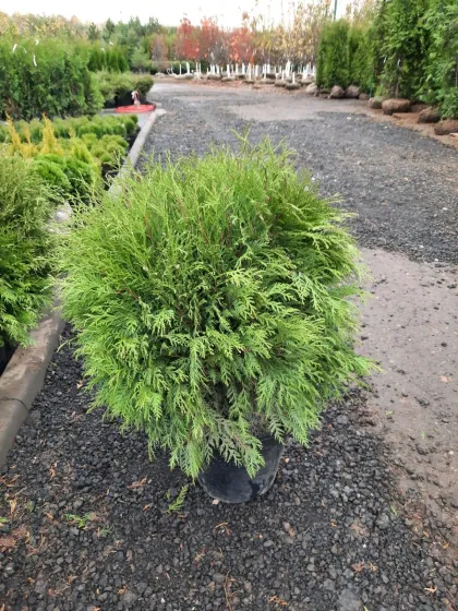 Туя западная Глобоза