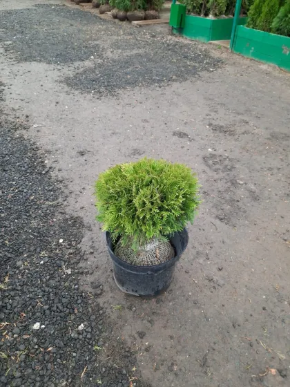 Туя западная Даника