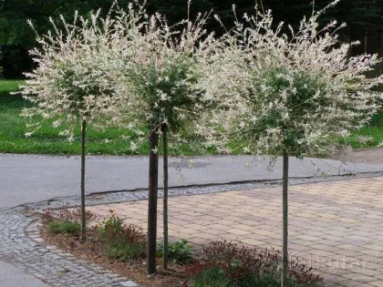 Ива Хакуро Нишики
