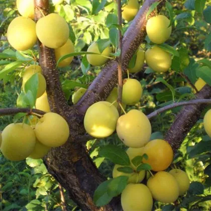 Алыча Злато скифов