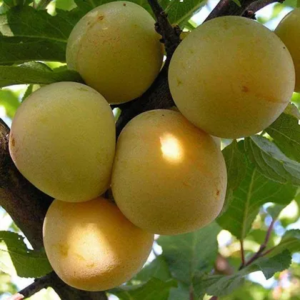 Алыча Сонейка