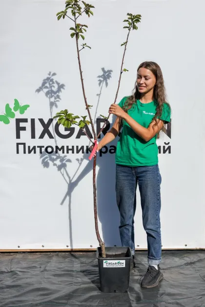 Вишня Владимирская