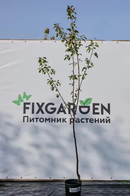 Вишня Любская