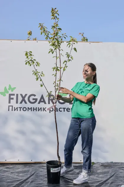 Вишня Любская