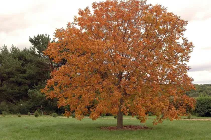 Каштан Конский Глабра