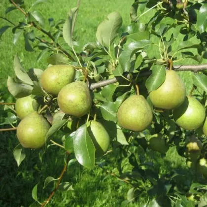 Груша Белорусская поздняя