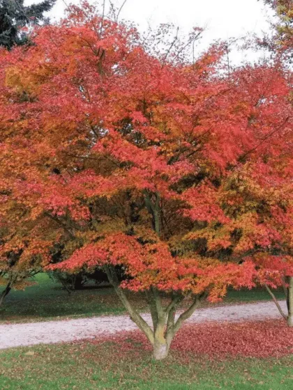 Клен Гиннала