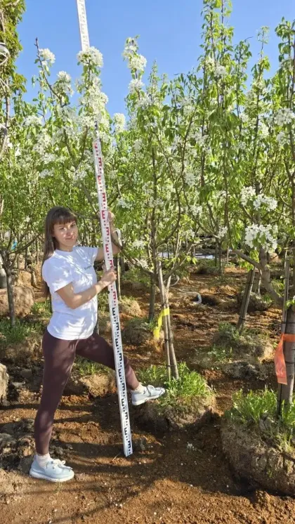 Груша Скороспелка из Мичуринска