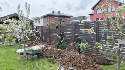 Груша Скороспелка из Мичуринска