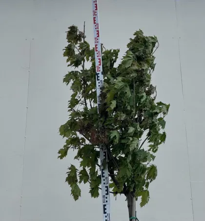 Клен Глобозум