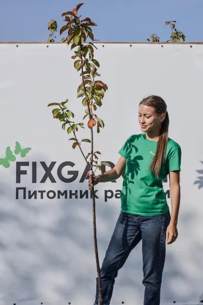 Черевишня "Чудо-Вишня"