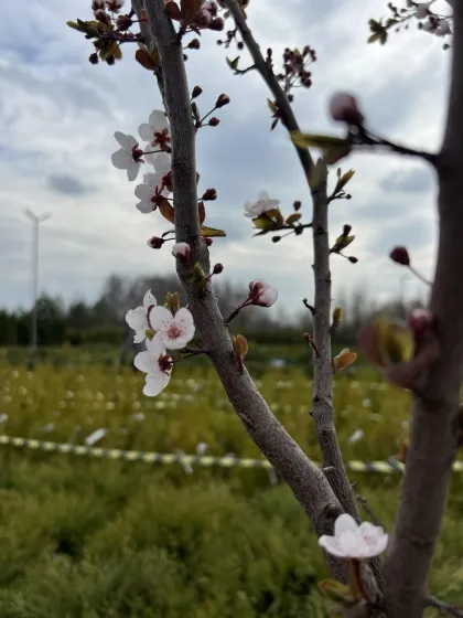 Слива Писсарди
