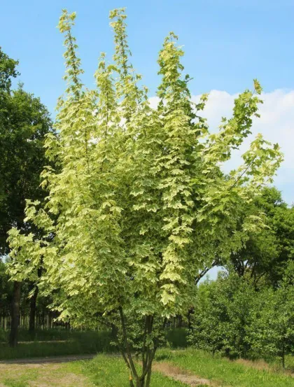 Клен Друмонди