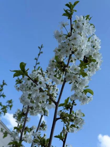 Черешня Ревна