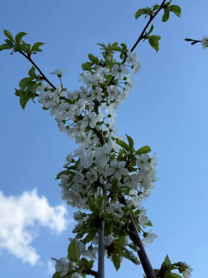 Черешня Ревна