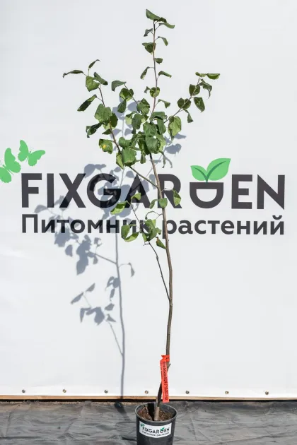 Яблоня Антоновка