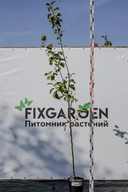 Яблоня Салют