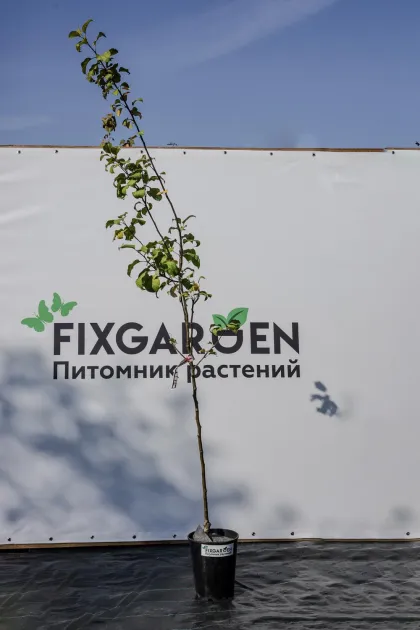 Яблоня Салют
