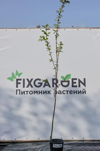 Яблоня Услада