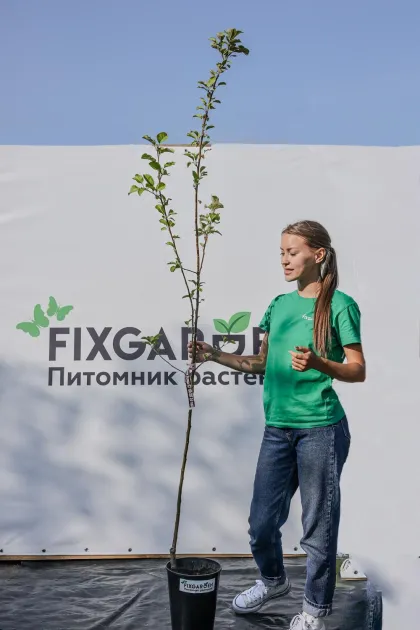 Яблоня Услада