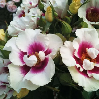 Роза парковая Си Ю ин Пёрпл