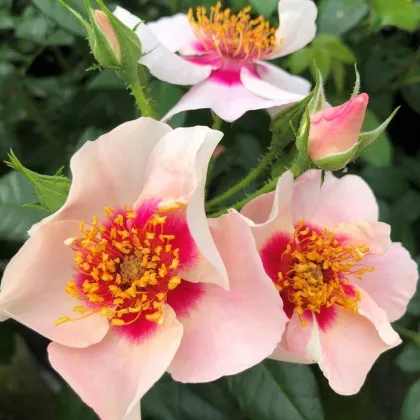 Роза парковая Си Ю ин Ред